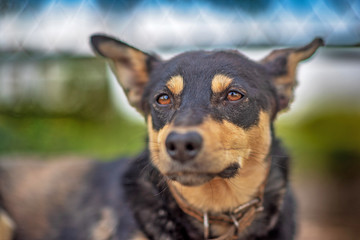 A guard dog is resting in the grass. Photographed close-up.
