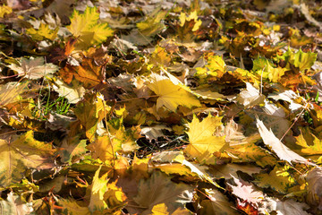 Yellow and brown maple leaves lie on the ground. Fallen autumn foliage as a natural background