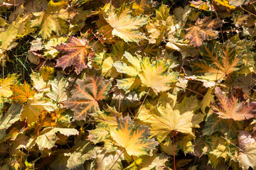 Yellow and brown maple leaves lie on the ground. Fallen autumn foliage as a natural background.