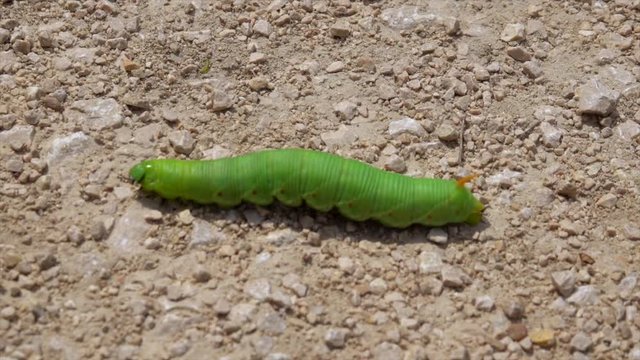 green caterpillar slowly moving on the ground