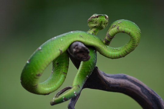 green tree snake