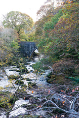 Autumnal river rapids scene, Ogwen River, Wales, Vertical