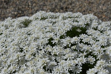 iberis sempervirens whith flowers