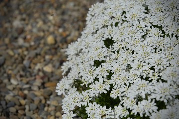 iberis sempervirens whith flowers