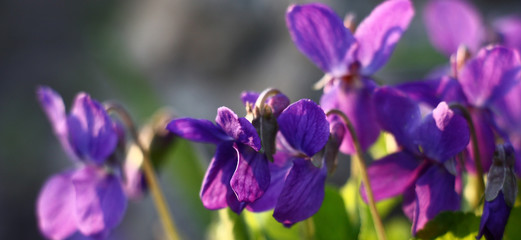 Violet flowers of a wild viola at evening solar lighting. Water color picture.