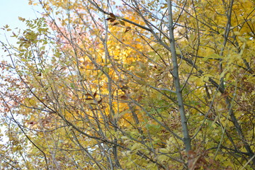 yellow tree in autumn