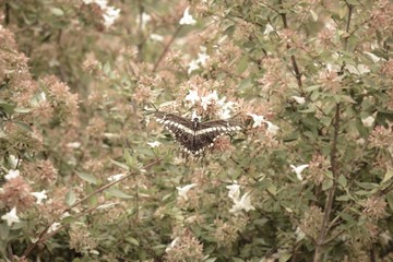 butterfly on branch