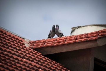 pigeon kissing  on the roof