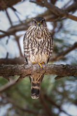 A Merlin Falcon perched in the pines.