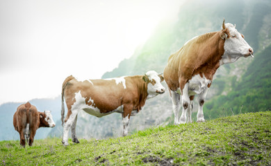 eine Herde Kühe grast auf einer saftigen Weide in den Alpen