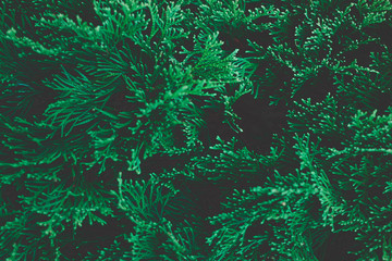 Green background. Green branches plant with copy space. tone dark