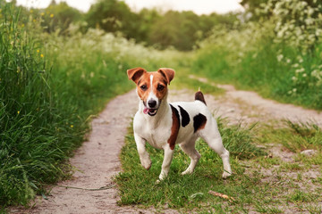 Small Jack Russell terrier standing on country road, tongue out, one leg up, looking attentive, grass on both sides of path, blurred sun lit trees in background - obrazy, fototapety, plakaty