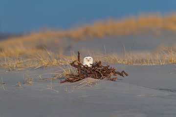 A Snowy Owl takes refuge behind a snag on the beach.