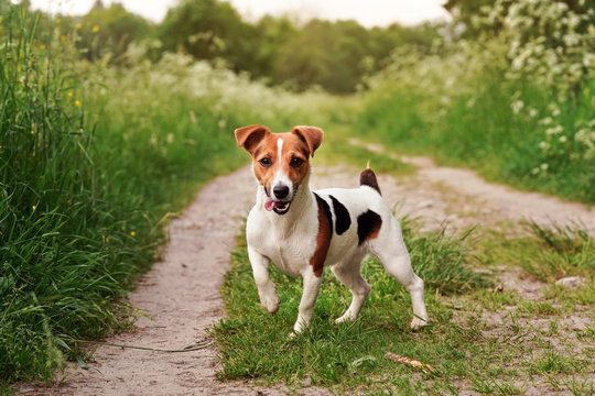 Jack Russel Terrier Images – Browse 126,739 Stock Photos, Vectors, And  Video | Adobe Stock