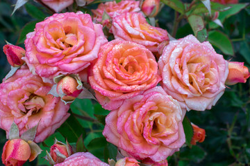 Pink roses covered with drops of morning dew