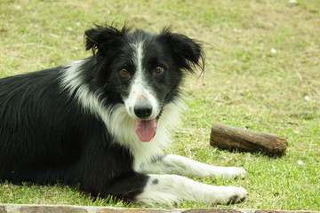 border collie puppy nice friendly