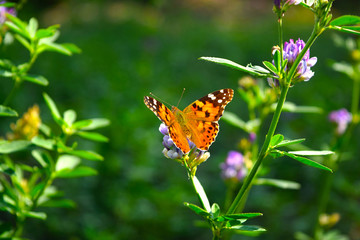 Beautiful orange butterfly Painted lady - Vanessa Cardui,macro flies on a  clover.Summer natural general look with flowers and butterfly.