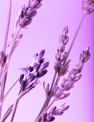 Close-Up Of Violet Lavender Flower Background
