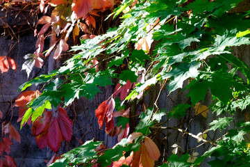 Landscape with a view of autumn green and red leaves