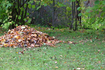 A bunch of autumn leaves cleaned by a janitor