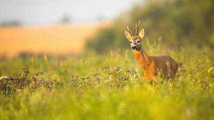 Roe deer, capreolus capreolus, buck with asymmetrical antlers looking aside in summer with copy...
