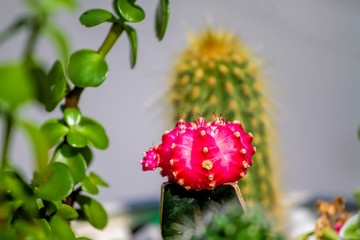 Cactus in planter with bright pink flower bloom