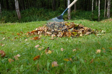Rake for harvesting fallen leaves