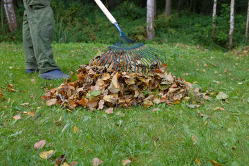 Young man removes fallen leaves by rake