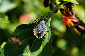 Insecto 