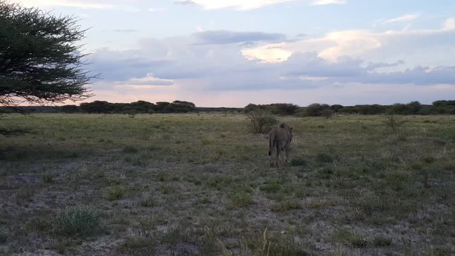 Male lion walking away at the Savannah in Central Kalahari Game Reserve in Botswana