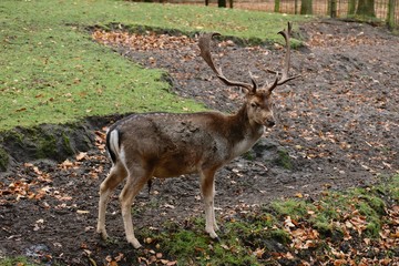 Adult male fallow deer...