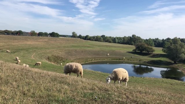 Sheeps at the Droste Woy and Westerheide a Nature preserve in Germany