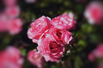 Gentle petals of roses...