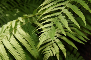 fresh green fern leaves texture background