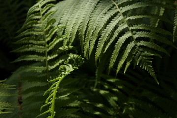 fresh green fern leaves texture background