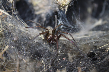 Hausspinne	
