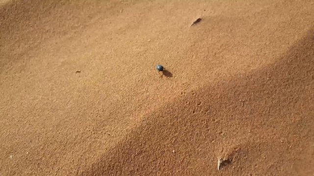 Litte beetle running over a sand dune at Namib-Naukluft National Park, Namibia