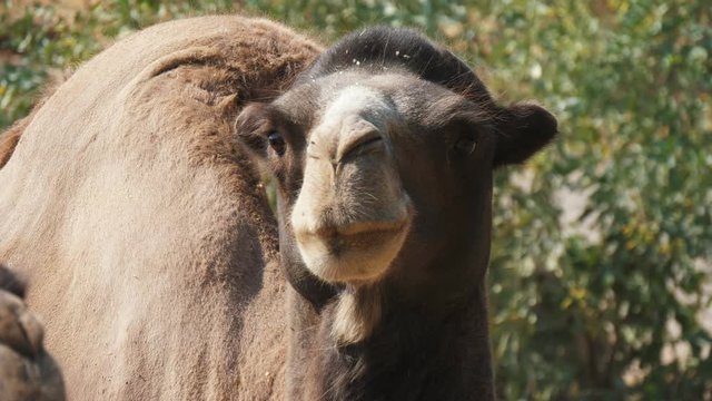Cheery camel with a funny forelock looking around in zoo on a sunny day in summer