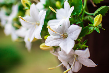 White flower with green blurred background