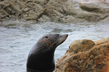 Naklejka premium Fur seal chilling at the Pacific Ocean on the South Island of New Zealand