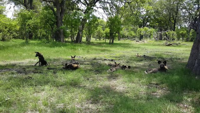 Group of African wild dogs at Moremi Game Reserve in Botswana
