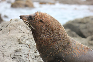 Naklejka premium Fur seal chilling at the Pacific Ocean on the South Island of New Zealand