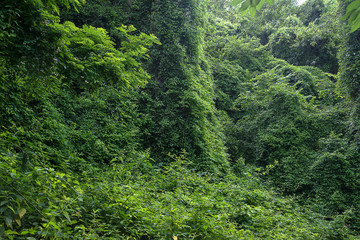 Beautiful summer lush foliage wall