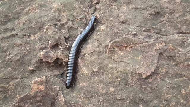 Giant African centipede on a rock at the Sindou peaks in Burkina Faso