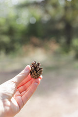 close up of the girl's hand holding pine cone. 