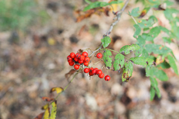 Bunches of red mountain ash in the forest