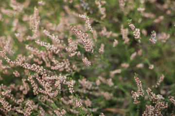 Purple common heather (Calluna vulgaris) 