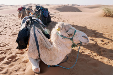 beautiful camel in the desert holding bags and travelling