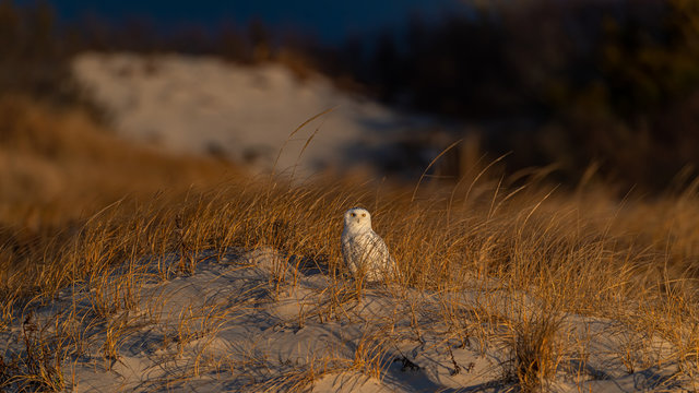 Snowy Owl during a moody sunrise.