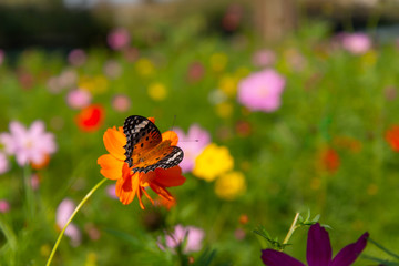 Fototapeta na wymiar Beautiful striped butterflies are sucking pollen
